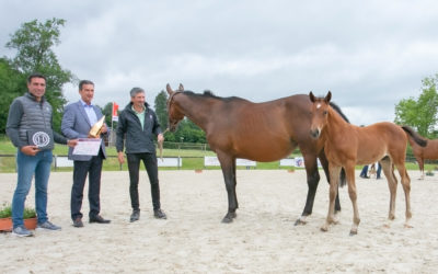 Résultats Concours Haras du Pin