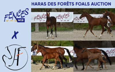 Haras des Forêts Foals Auction