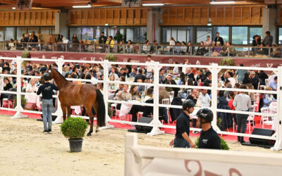 2023 Deauville Selection Auction