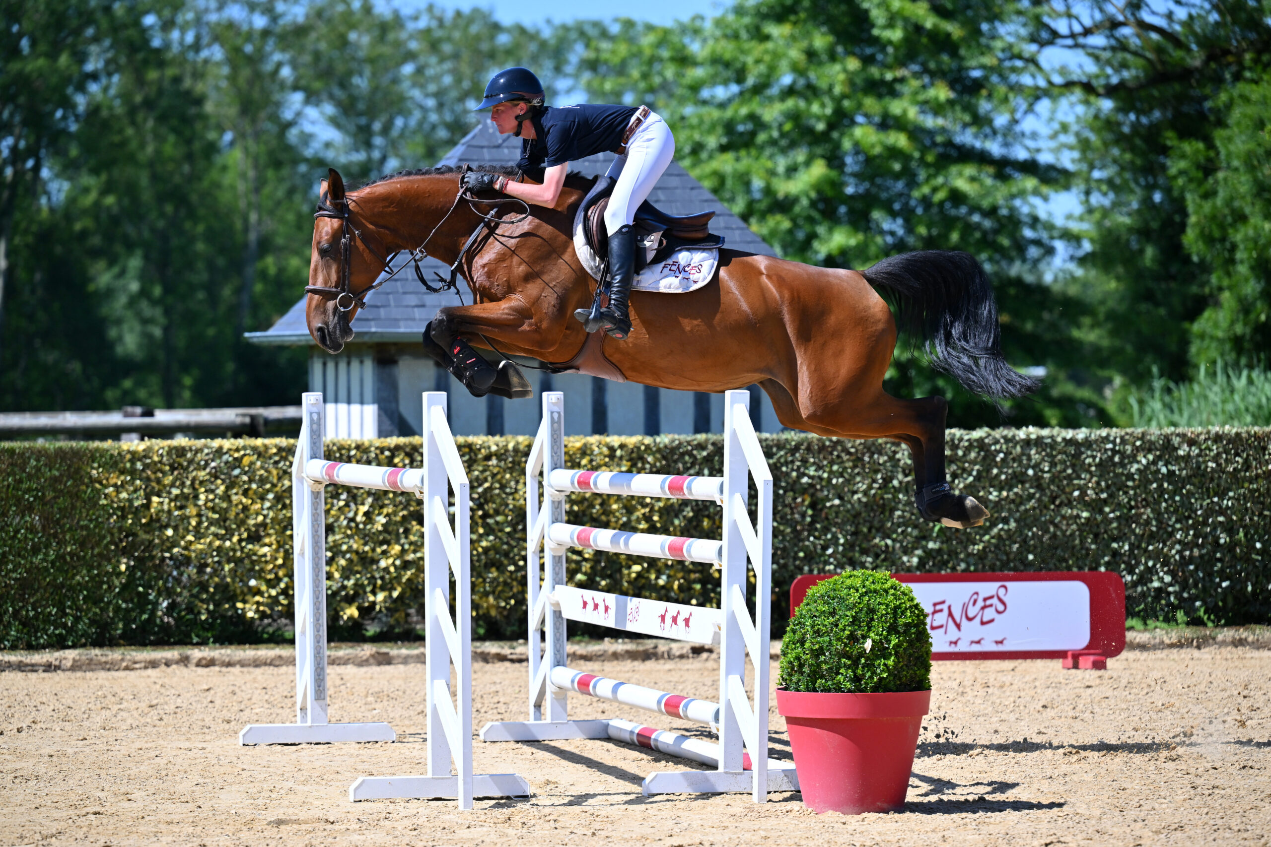 27 - HELENA 111 (FEMELLE - 6 ANS - EL BARONE 111 Z x CHATMAN)