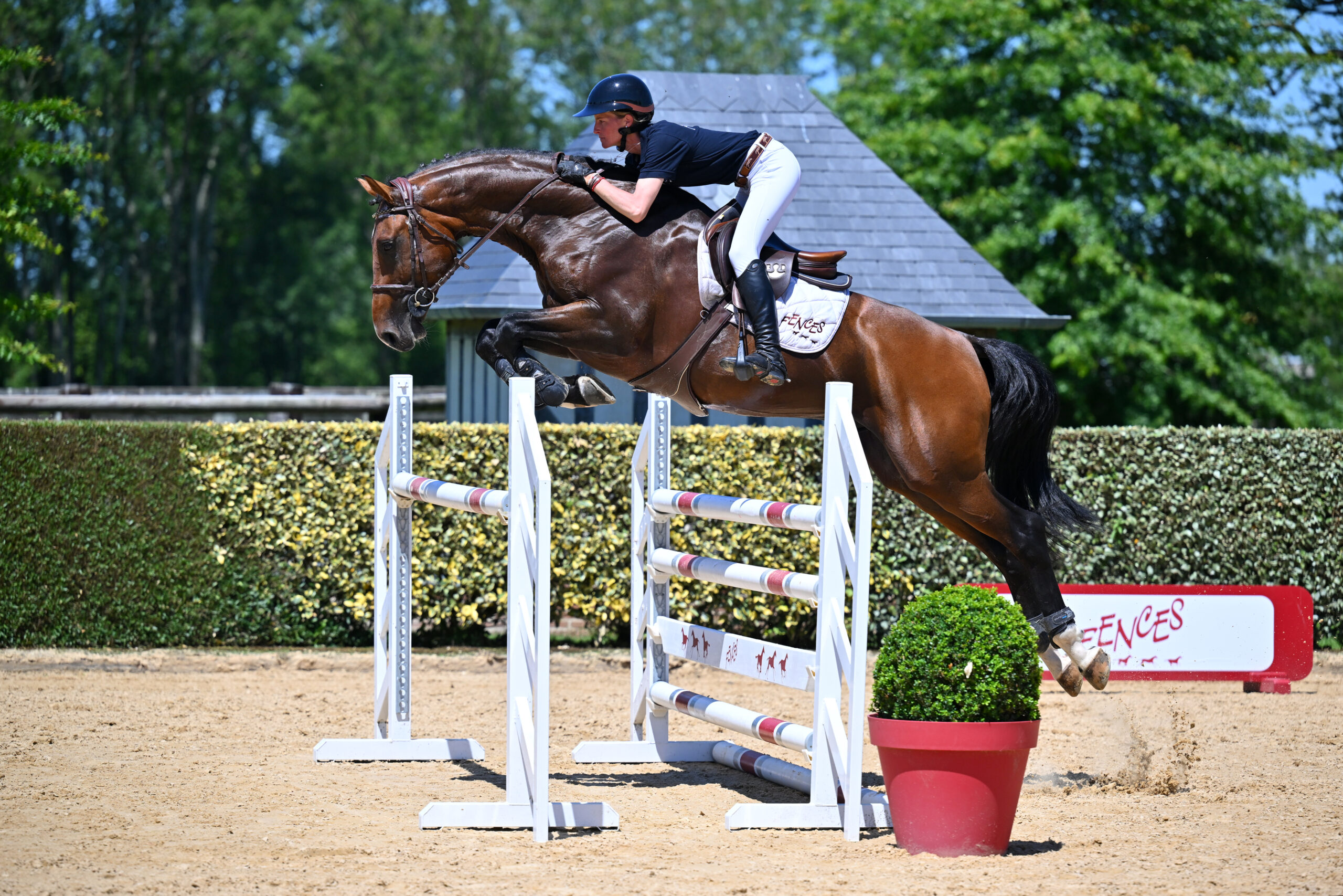 24 - KERLOURY D'ARGONNE (MÂLE - 5 ANS - ARMITAGES BOY x CANTURO)