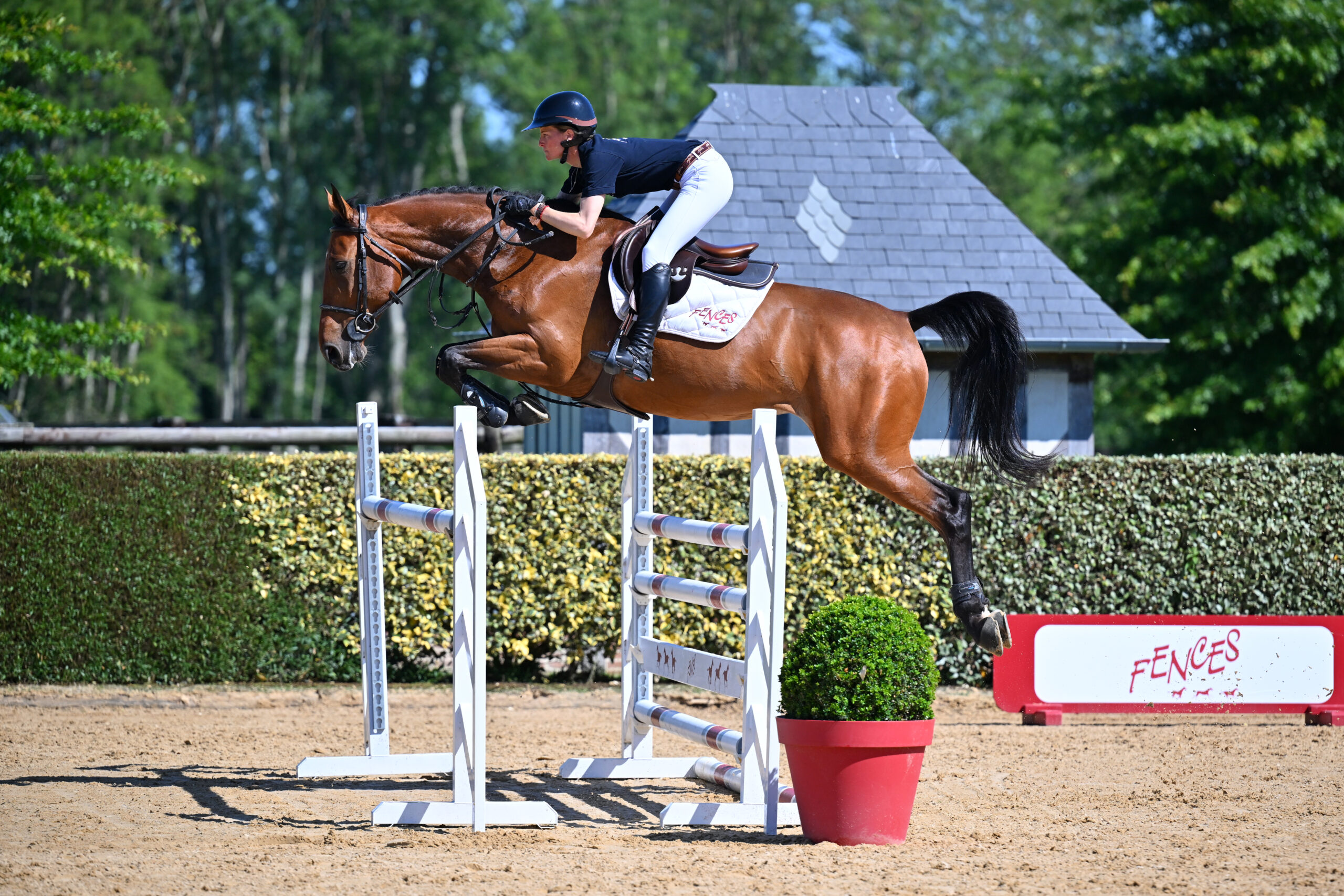 28 - MAGIC DEVIL Z (FEMELLE - 6 ANS - MOSITO VAN HET HELLEHOF x AKTION PUR Z)