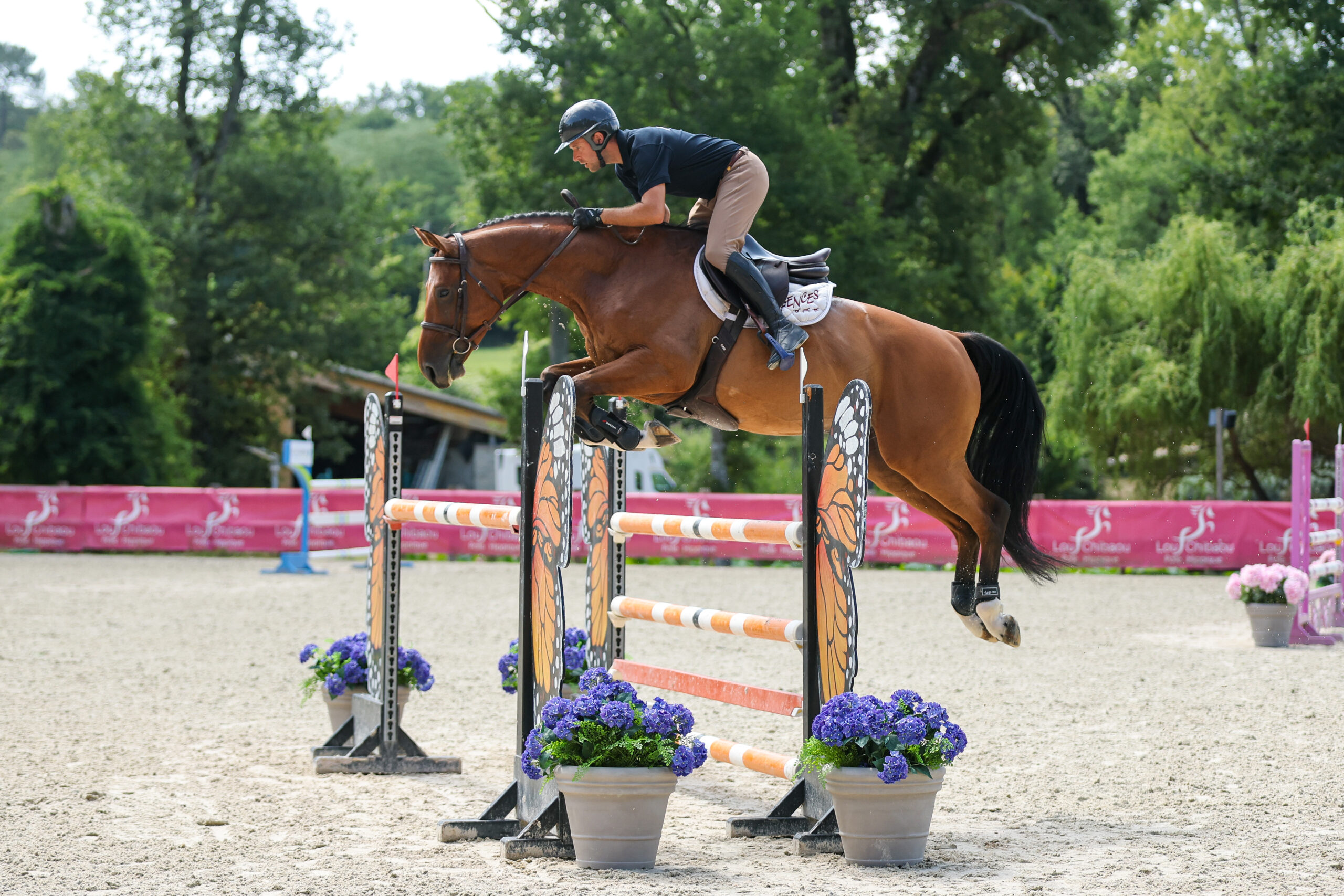 25 - ARMITAGE RIVERLAND Z (HONGRE - 6 ANS - ARMITAGES BOY x THE MUST DE RIVERLAND)