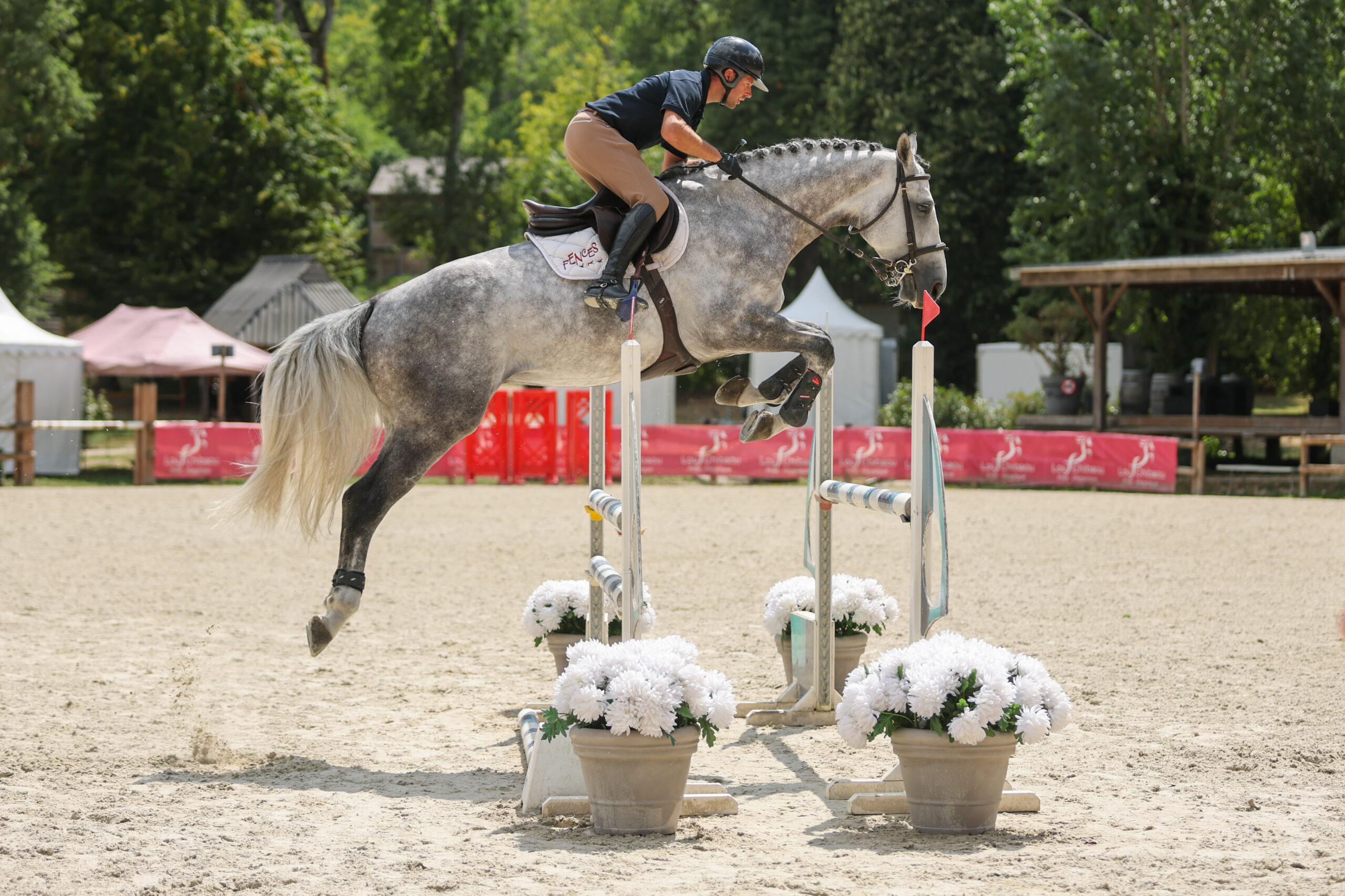 24 - TORNADO REUVEKAMPS Z (MALE - 5 ANS - TOBAGO Z x CORLAND)