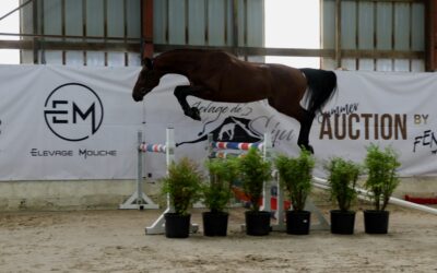 VENDREDI 19 JUIN : UNE 4E ÉDITION RÉUSSIE POUR LA SUMMER AUCTION